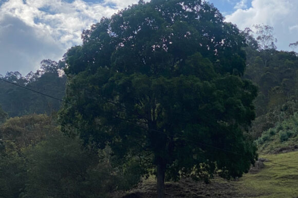 Un árbol, una roca, una nube - Cuento - Carson McCullers